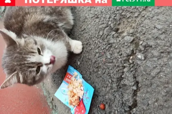 Найдена домашняя кошка в Омске