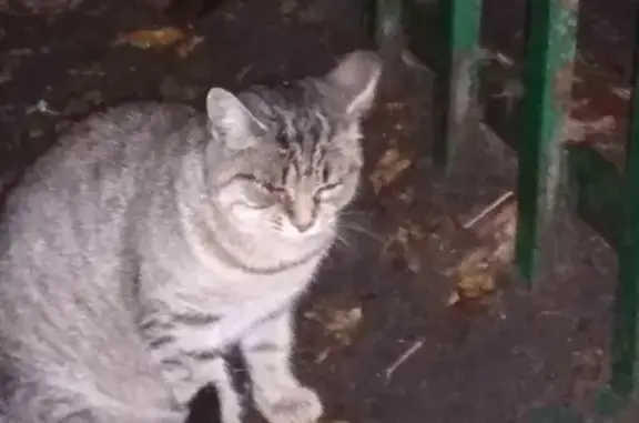 Кошка на Олонецкой улице, 15Б - домашняя и ласковая