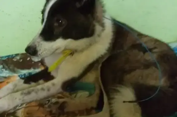 Найдена собака Лайка в Деревне Головино-3