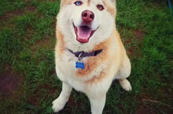 Собаки потеряшки, Санкт-Петербург, фото: Потеряшка собака Рыжий хаски на Петергофском шоссе.