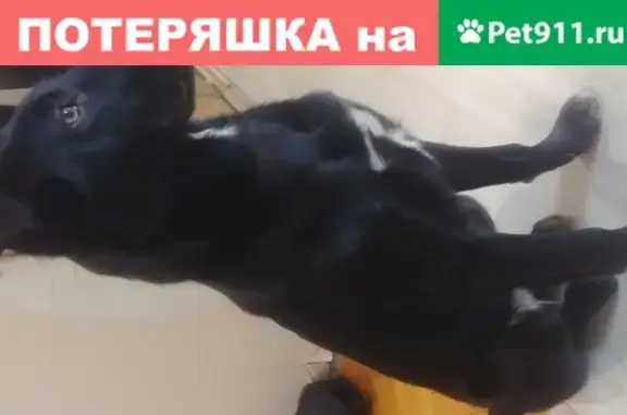 Найдена собака на Фрязевской