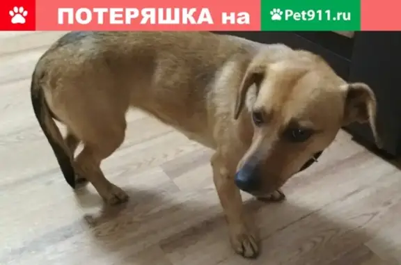 Найдена собака в Саратове, сквер им. Н.М. Тулайкова