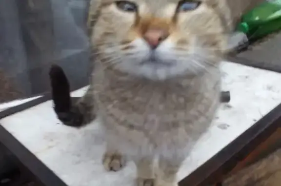 Пропала кошка в Камских Полянах, Татарстан