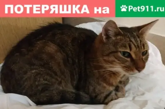Найден ручной кот в Москве на проезде Нансена