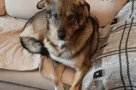 Пропала собака Боня в Лыткарино