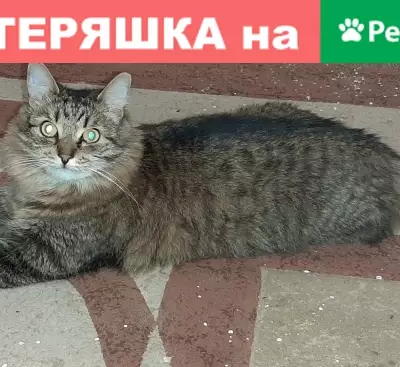 Пропала кошка в Ивантеевке, 12 октября, городской парк.