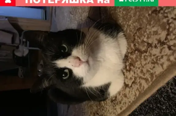 Найдена ласковая кошка в Санкт-Петербурге