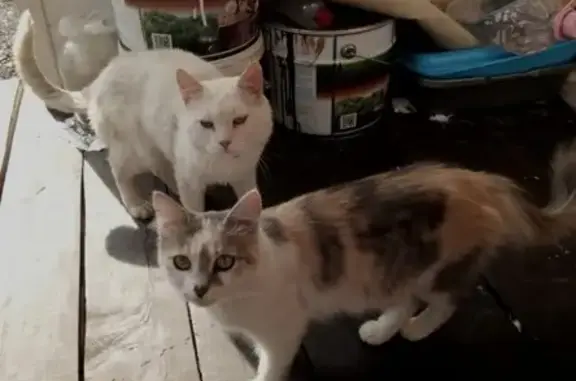 Пропала трехцветная кошка с котятами в Красном Строителе