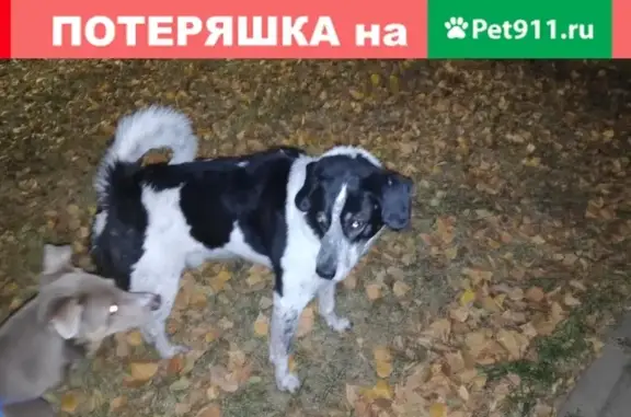 Собака найдена на ул. Мира, возле библиотеки Горького (Волгоград)