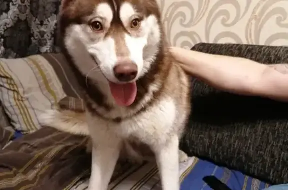 Собака Хаски найдена в Туле, Россия