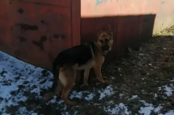 Собака найдена на ул. Аксёнова, 22А в Хабаровске