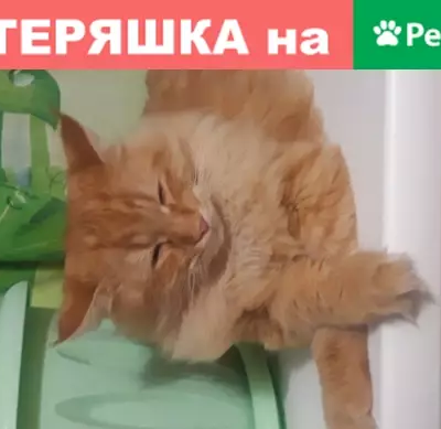 Пропала кошка Маркиз в Новосибирске