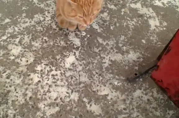 Найден домашний кот в Томске