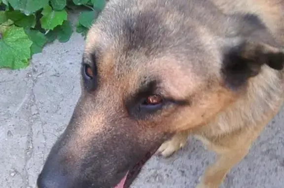 Пропала собака Шурик в Йошкар-Оле