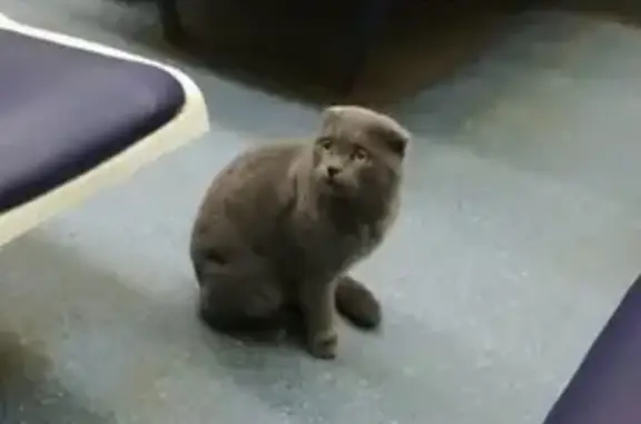 Пропала кошка на станции Садовая, Кубинка, Московская область