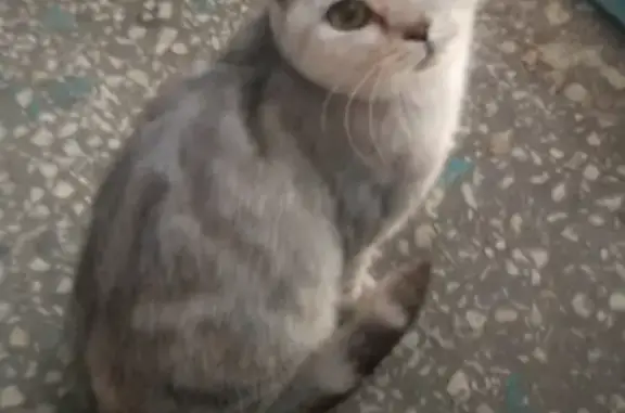 Найдена породистая кошка на пр. Маршала Жукова