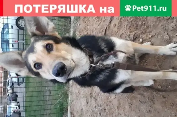 Найдена собака в Красногорске без ошейника