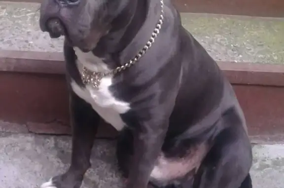 Пропала собака Трамп во Владикавказе