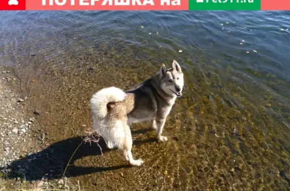 Пропала собака в СНТ Боровое, Красноярский край