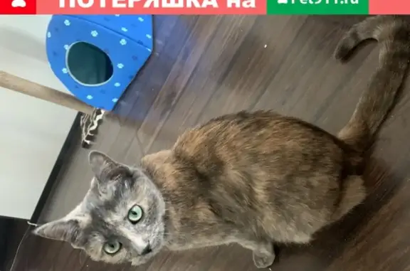 Пропала кошка Тея во Владивостоке