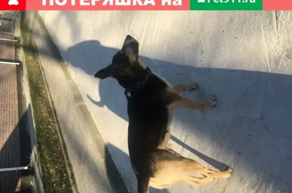 Найдена собака в Королёве, ул. Ватутина, 1к1.