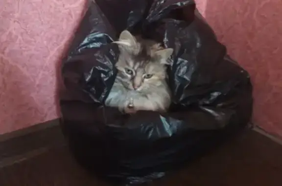 Пропала пушистая серая кошка в Славянске-на-Кубани