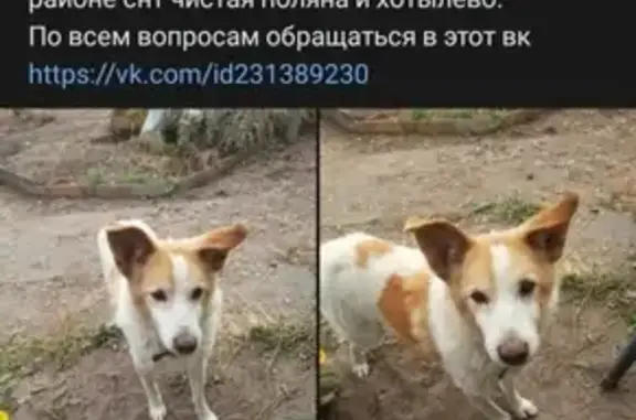 Собаки потеряшки, Брянск, фото: Потеряшка Рекс, бело-рыжий окрас, 14 лет, глуховат, зрение подводит, ищу третий день, недалеко от ст. Хотылево, Брянск.