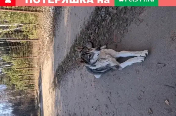 Найдена собака в Раменском: серо-белый лайка, 2-3 года