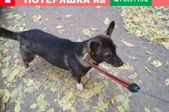 Найдена собака на ул. Советской, Волгоград