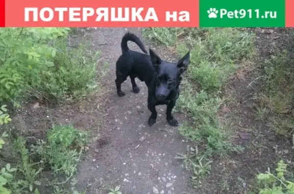 Пропала собака в Ангарске