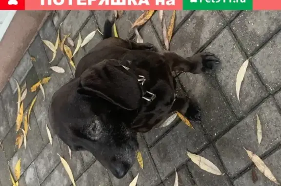 Собака найдена в Калининграде.