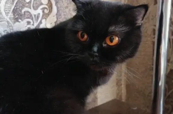 Пропала кошка с СНТ Машиностроитель, Ростовская область