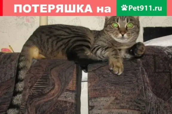 Пропала домашняя кошка на ул. Довженко, Волгоград, 31.10.2020