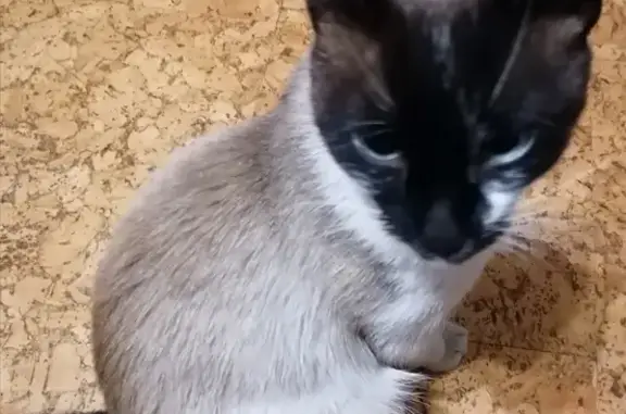 Найдена тайская кошка возле 3-ей школы искусств