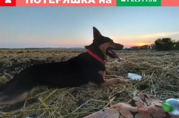 Пропала собака в Курске, деревня Нижний реутец!