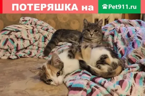 Найдена ручная трехцветная кошка в Омске