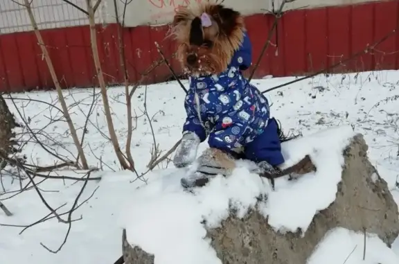 Собаки потеряшки, Томск, фото: Потеряшка собака на Мира 1, Томск.