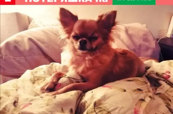 Собаки потеряшки, Ульяновск, фото: Потеряшка собака Эля в Ульяновске