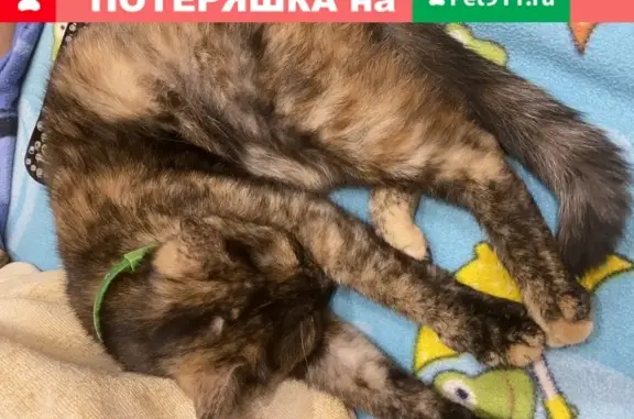 Найдена кошка в Туле с зелёным ошейником