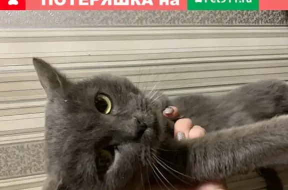 Найдена кошка в Саратове, ищет новый дом