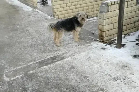 Найдена собака на ул. Сергея Данщина в Перми