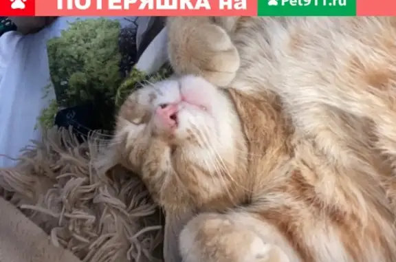 Пропала кошка Рыжик, между Исетским и Курганом, 50км до города (Россия, Курган)