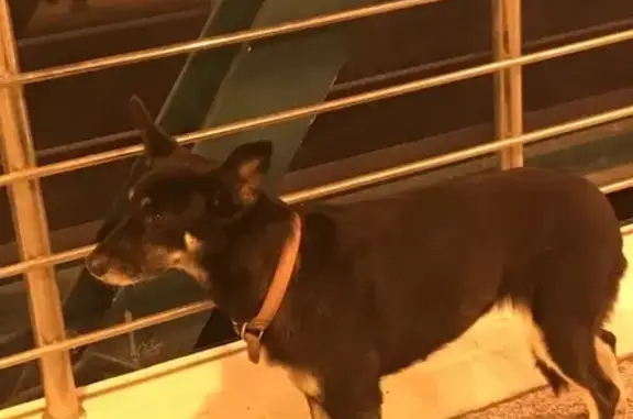 Собака на мосту МЦК Соколиная гора (Москва)