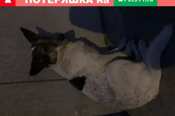 Найдена собака на улице Советской, Волгоград