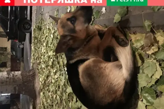 Потерянная собака на улице Советской, Волгоград