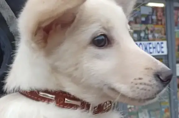 Найдена собака-щенок с ошейником в Пушкино, мкр. Дзержинец 10