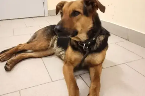 Найдена собака в Щёлково без адресника