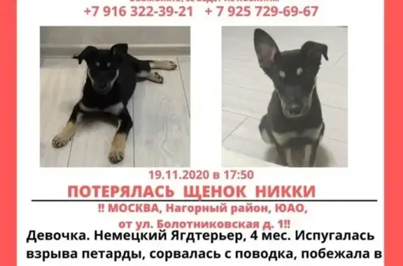 Пропала собака Девочка в Москве