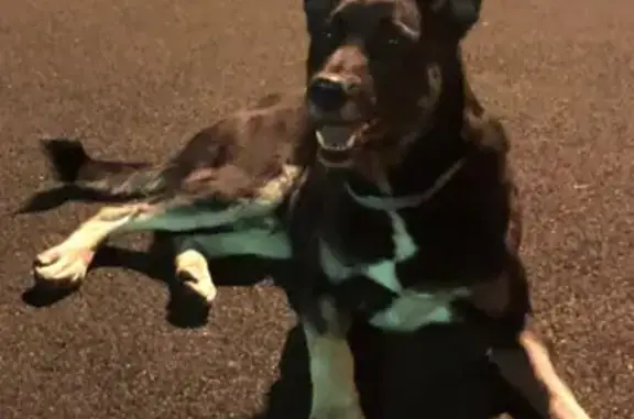 Найдена собака Кабель в Москве
