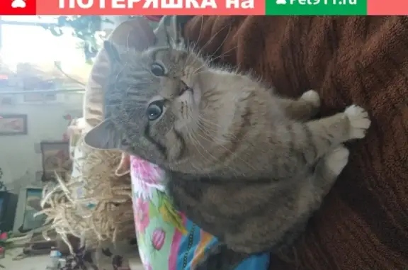 Пропала кошка Ватцан в Климово.